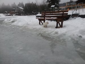 Fitch im Wasser auf Eis & Schnee
